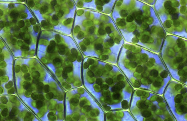 North Pacific chlorophyll data